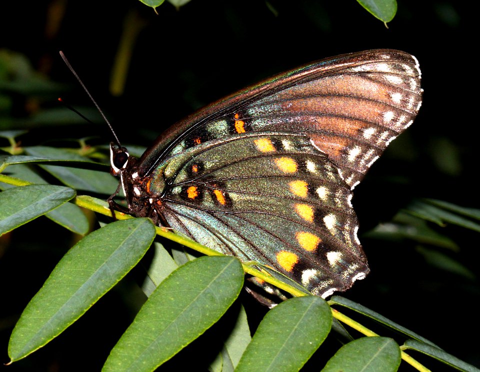 ADMIRAL, RED-SPOTTED (Limenitis arthemis arizonensis) (10-3-11) sawmill canyon, huachuca mts, cochise co, az -02