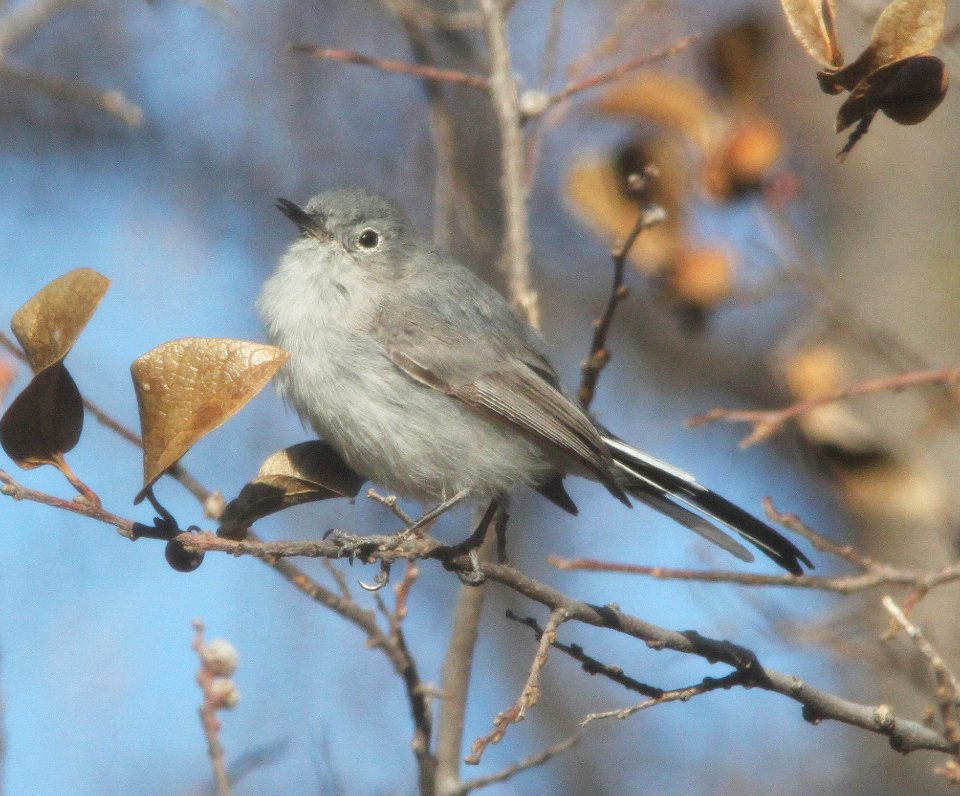 GNATCATCHER, BLUE-GRAY (3-19-11) trail north from santa gertrudis lane, scc, az -01a