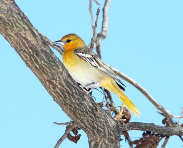 ORIOLE, BULLOCK'S (3-22-11) paton's yard, patagonia, scc, az -15