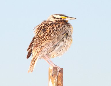 MEADOWLARK, LILIAN'S (5-7-11) san rafael grasslands, scc, az -03