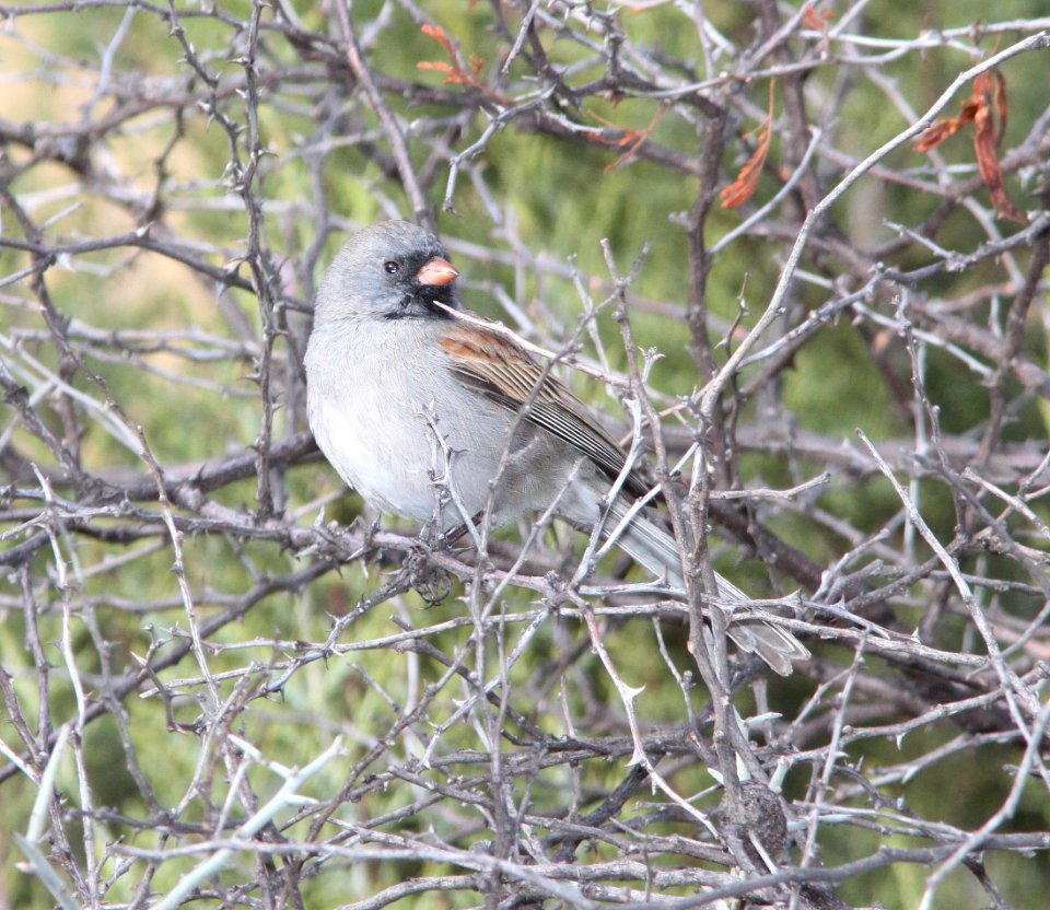 SPARROW, BLACK-CHINNED (3-22-11) patagonia lake, scc, az -02