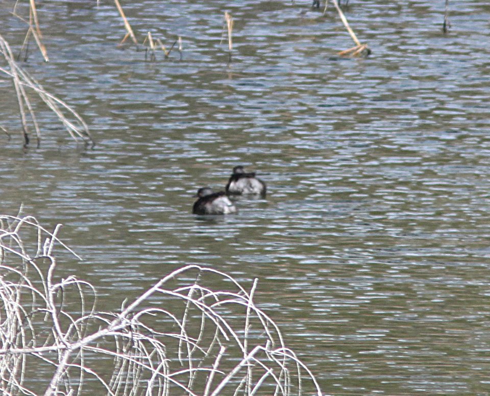 GREBE, LEAST (3-7-11) pena blanca lake, scc, az -06