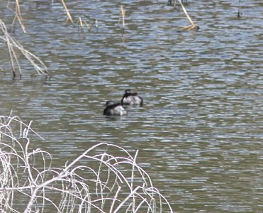 GREBE, LEAST (3-7-11) pena blanca lake, scc, az -06