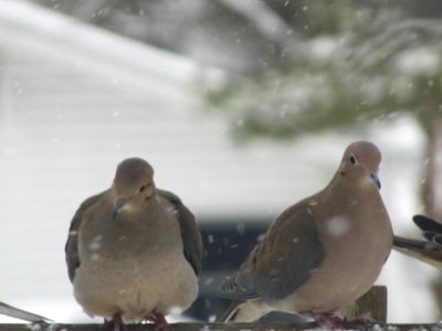 Mourning Doves