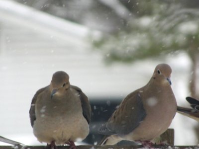 Mourning Doves photo