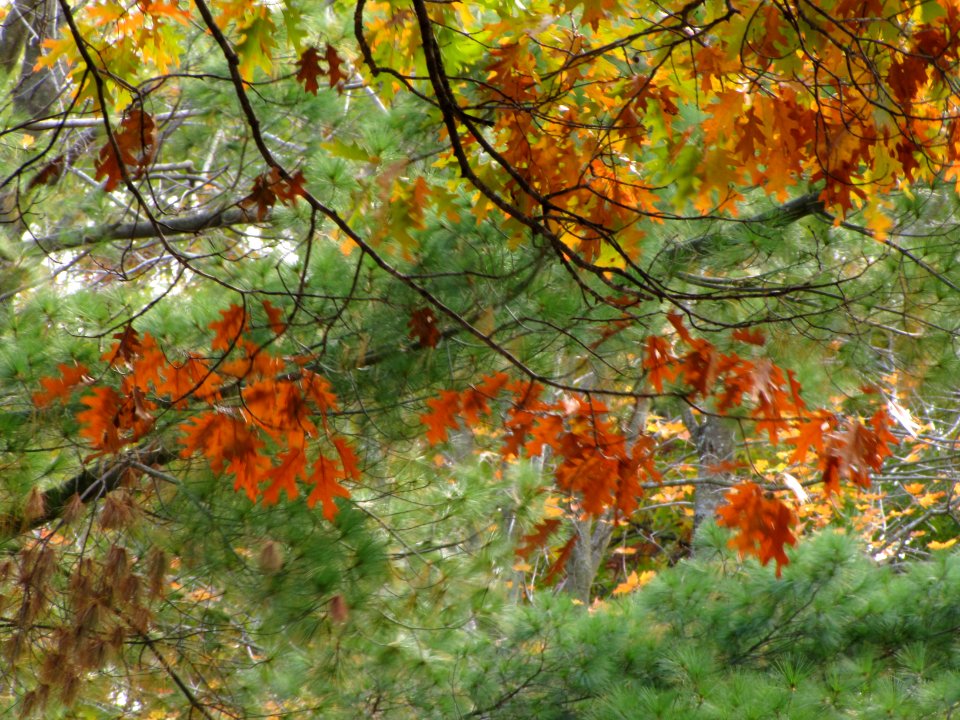 Fall Texture 695