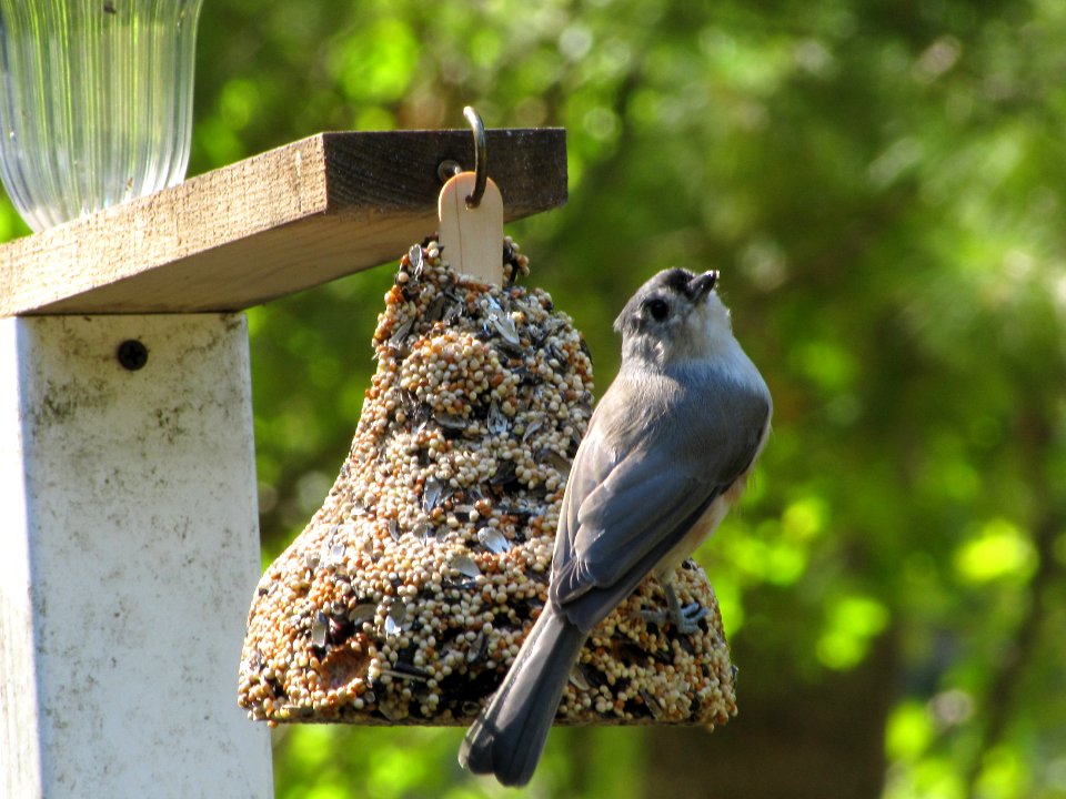 Titmouse 322