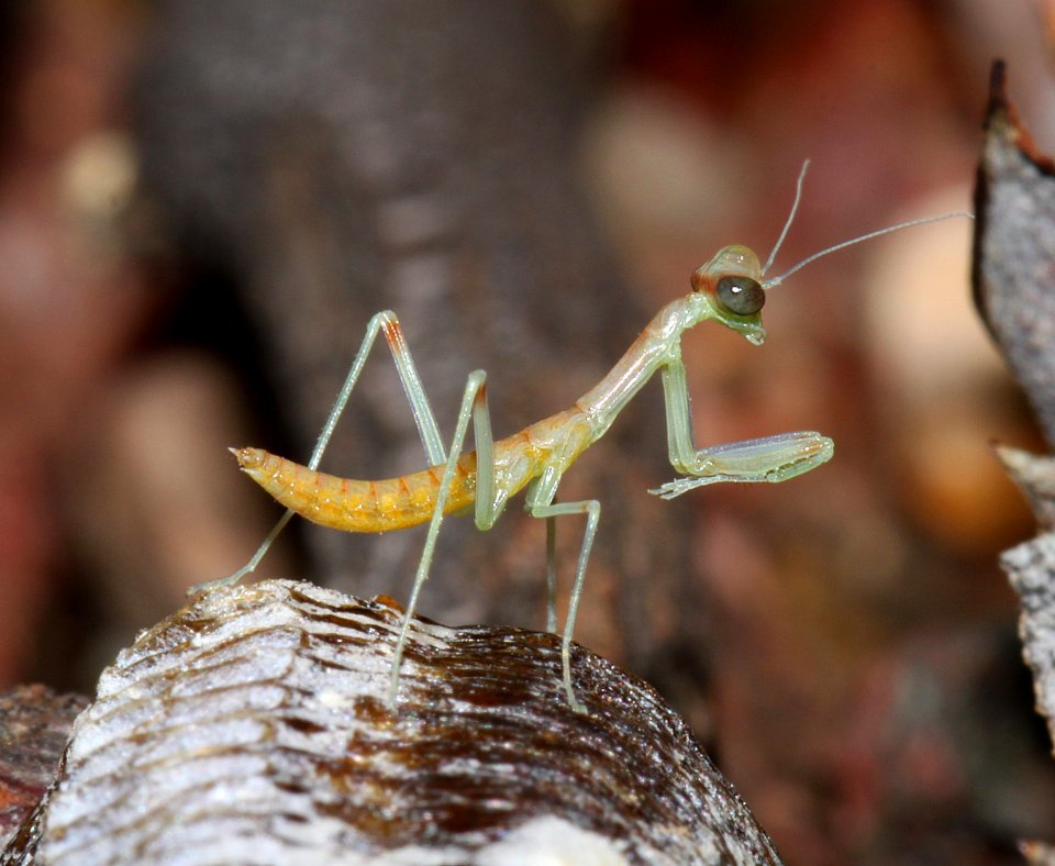 MANTIDS hatching (4-6-11) 78 circulo montana, patagonia lake ranch estates, scc, az -05