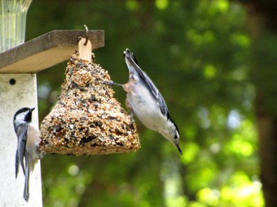 Chickadee and Nutchatch 666