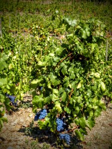 Green the field wine production
