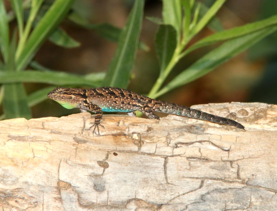 LIZARD, ORNATE TREE (Urosaurus ornatus) (4-30-11) patagonia lake, scc, az -01