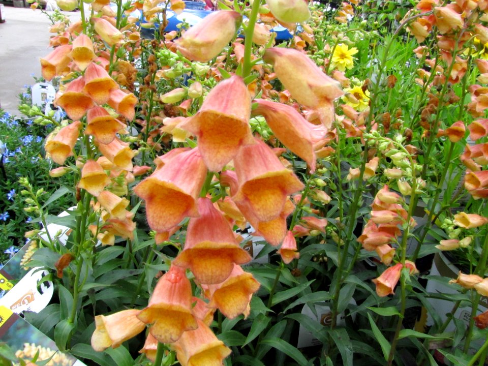 flowers peach