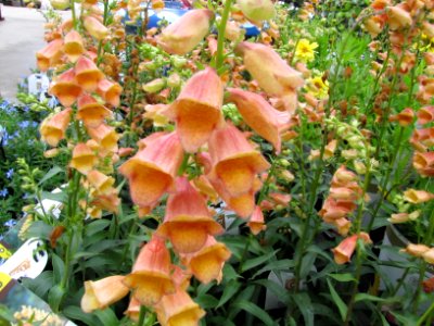 flowers peach