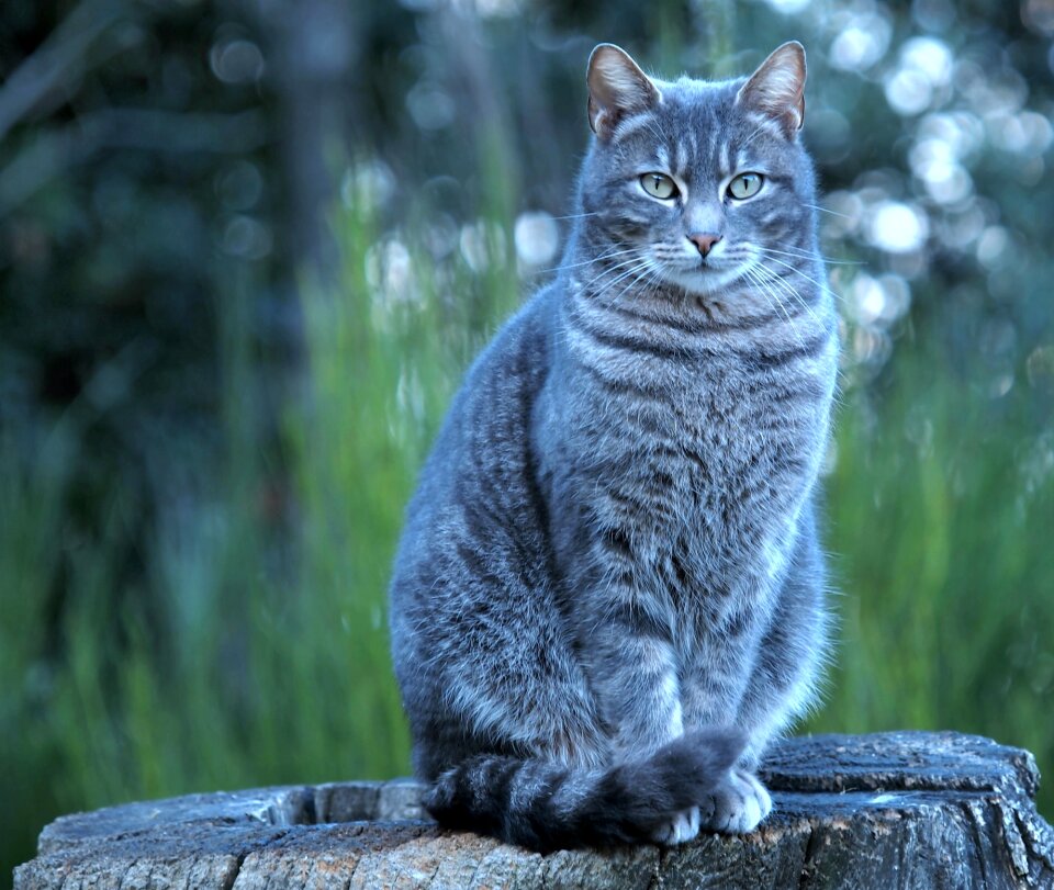 Cute pet feline