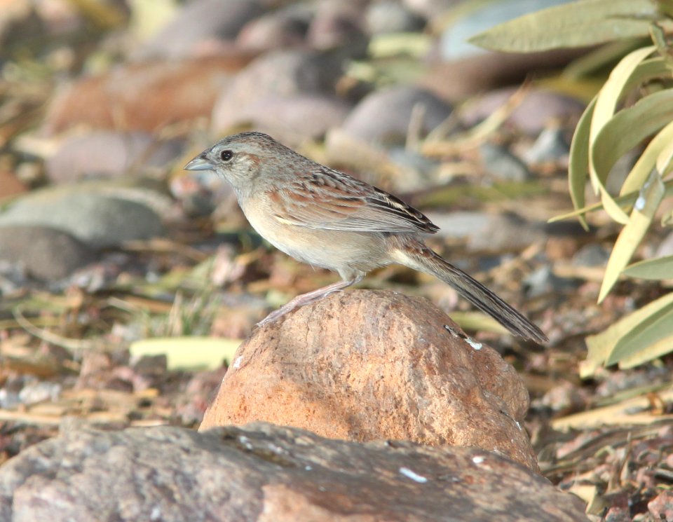 SPARROW, BOTTERI'S (3-9-11) 78 circulo montana, patagonia lake ranch estates, scc, az -02