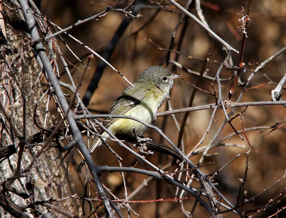 VIREO, BELL'S (3-28-11) sonoita creek state natural area, scc, az -02