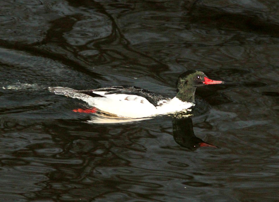 MERGANSER, COMMON (12-22-10) patagonia lake, scc, az -02