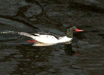 MERGANSER, COMMON (12-22-10) patagonia lake, scc, az -02