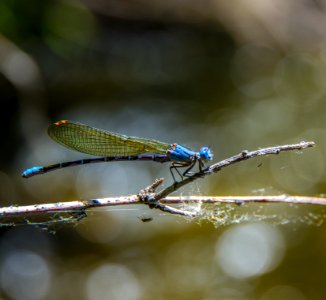 Damsel - Half Way photo