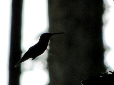 Hummingbird Silhouette photo