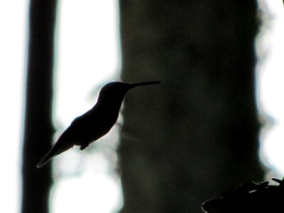 Hummingbird Silhouette