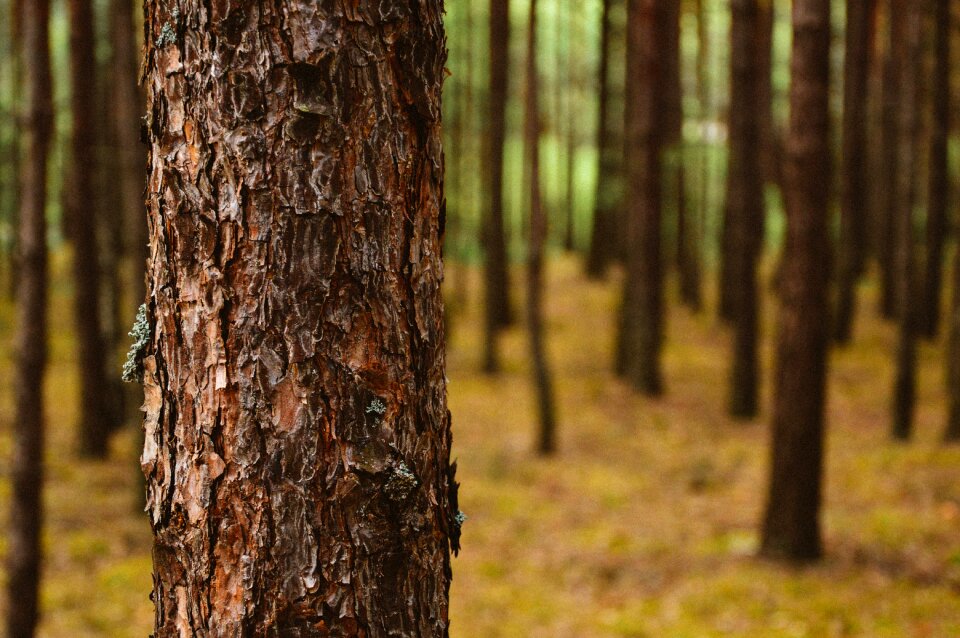 Woods forest nature