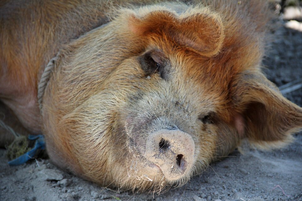 Farm domestic pig sow