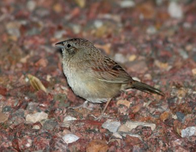 SPARROW, BOTTERI'S (3-26-11) 78 circulo montana, patagonia lake ranch estates, scc, az -01