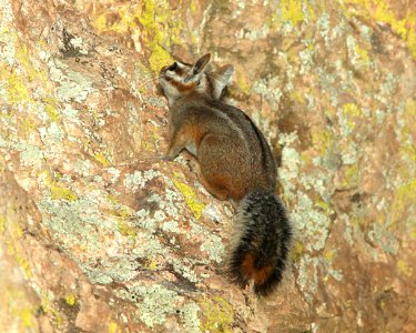 CHIPMUNK, CLIFF (Tamias dorsalis) (7-7-11) boyce thompson arboretum, pinal co, az -01