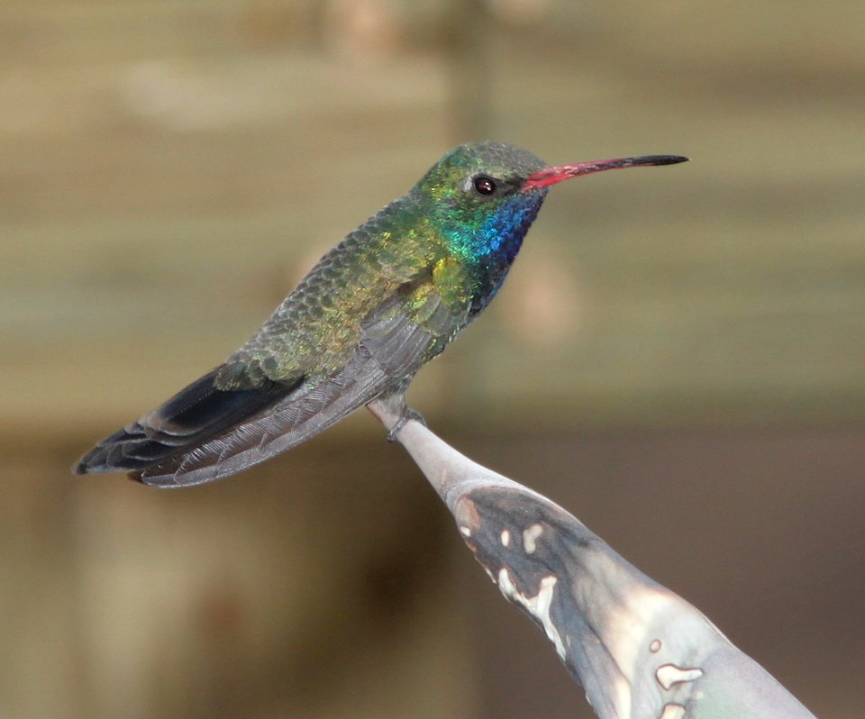 HUMMINGBIRD, BROAD-BILLED (3-21-11) 78 circulo montana, patagonia lake ranch estates, scc, az -04