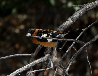 GROSBEAK, BLACK-HEADED (5-1-11) humboldt cyn, scc, az -02