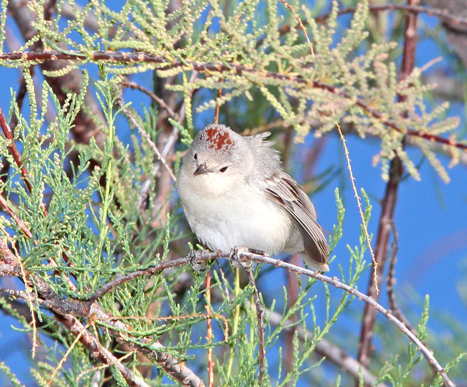 WARBLER, LUCY'S (3-17-11) sonoita creek state natural area, scc az -01