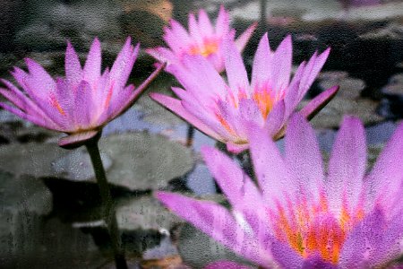 1711雨窗蓮花001