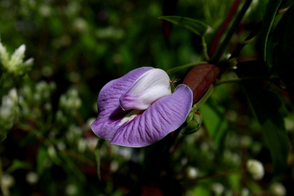 Centrosema pubescens ghz