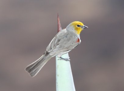 VERDIN (3-30-11) 78 circulo montana, patagonia lake ranch estates, scc, az -02