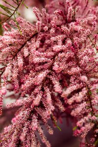 Tree nature decor