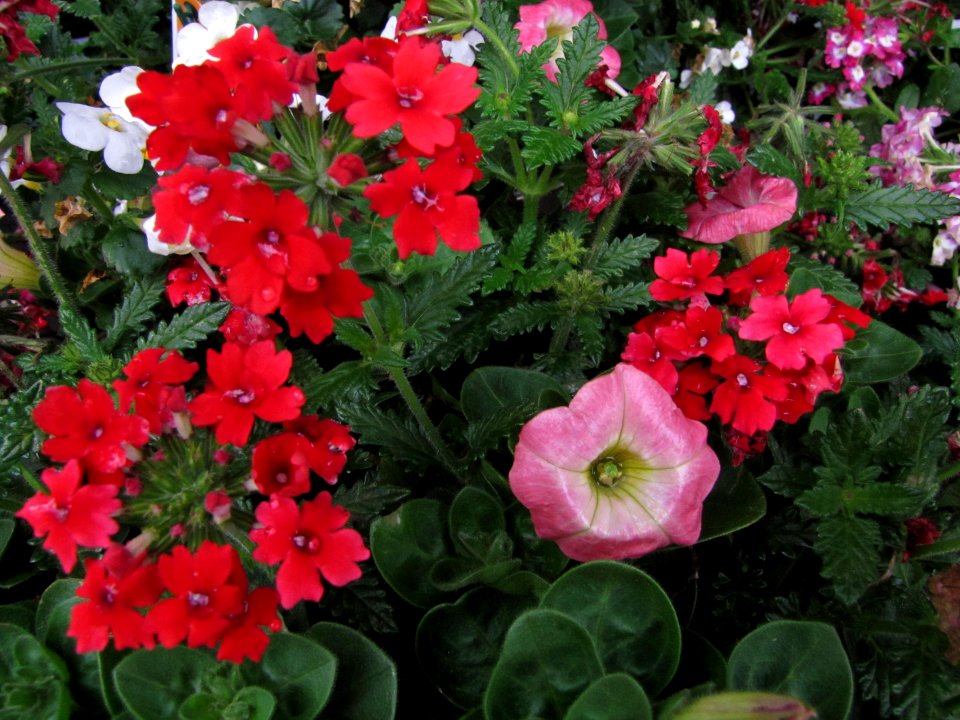 flowers mixed colors