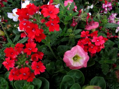 flowers mixed colors