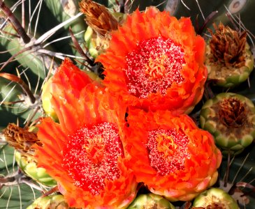 CACTUS, BARREL (Ferocactus emoryi) (9-3-11) 78 circulo montana, patagonia lake ranch estates, scc, az -01