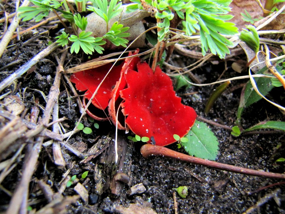 Witches cauldon fungus