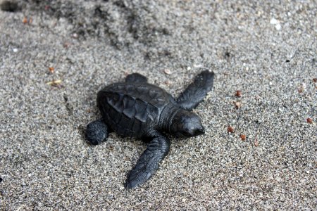Pawikan Hatchling on it's way to the sea photo