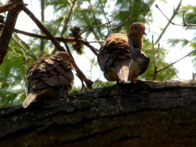 Mourning Doves in tree