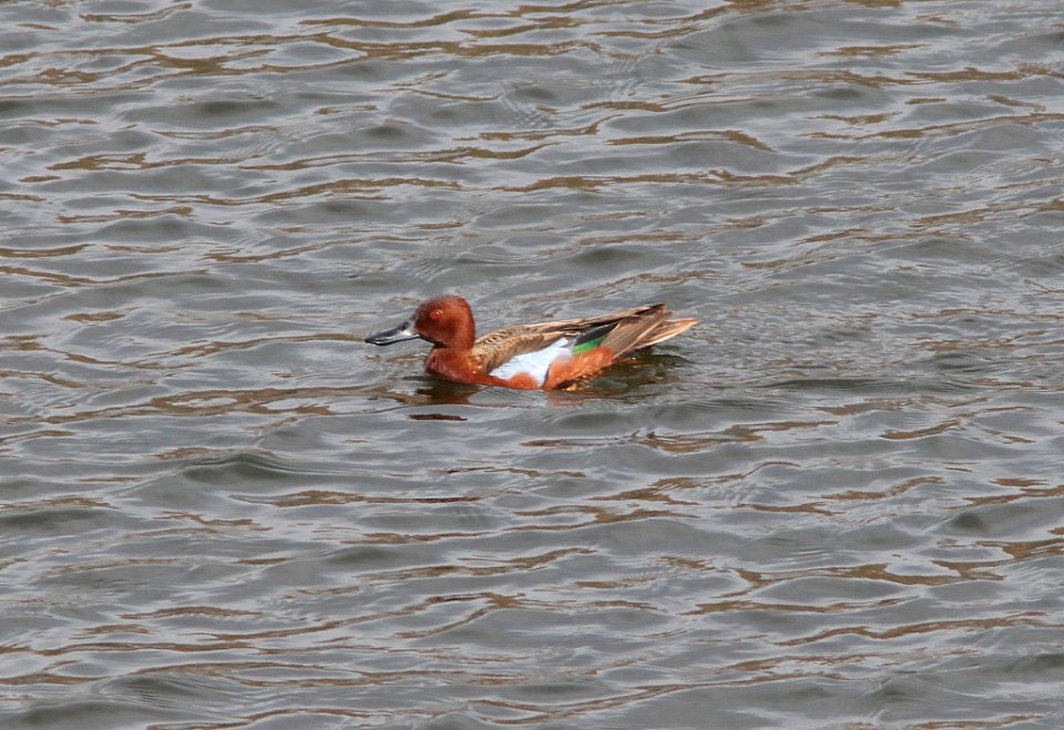 TEAL, CINNAMON (3-7-11) pena blanca lake, scc, az -01
