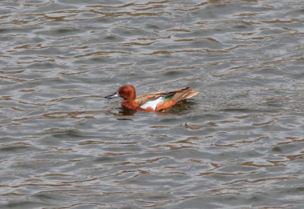 TEAL, CINNAMON (3-7-11) pena blanca lake, scc, az -01
