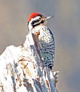 WOODPECKER, LADDER-BACKED (3-15-11) pena blanca lake, scc, az -01 photo