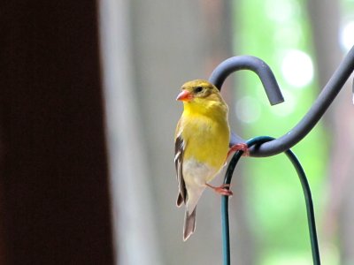 Female Goldfinch photo