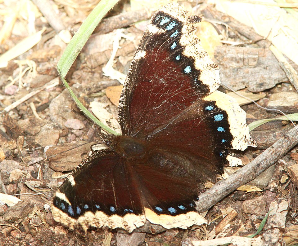 MOURNING CLOAK (Nymphalis antiopa) (3-7-11) pena blanca lake, scc, az -06