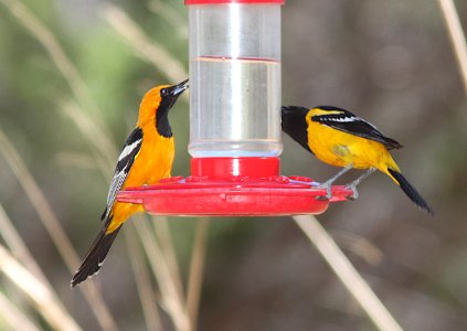 ORIOLE, HOODED (3-22-11) paton's yard, patagonia, scc, az -01