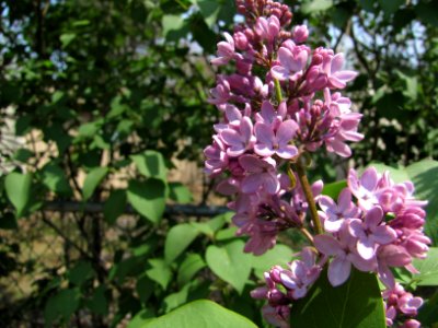Lilacs