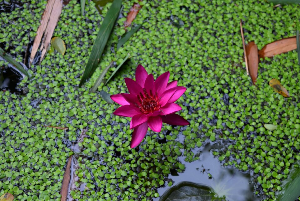 Water lily flower nymphaea